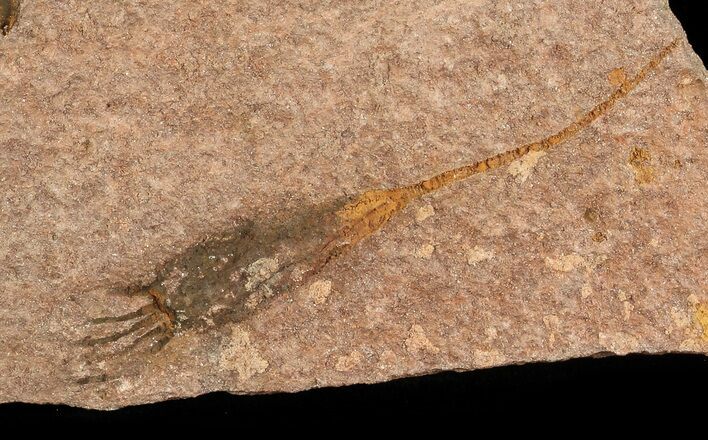 Eocrinoid (Ascocystites) Fossil - Ordovician #81538